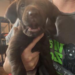 Female 3 - Liver female Pudelpointer puppy in Sioux Falls, South Dakota from Saddle Creek Kennels