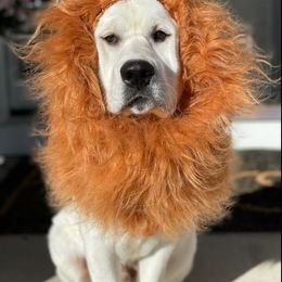 Labrador Retriever Puppies from Fidelity Farm Labradors