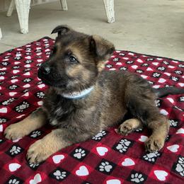 German Shepherd puppies from Providence Landhaus