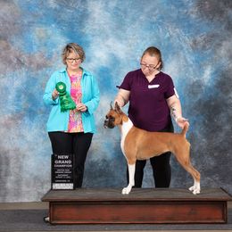 Maggie - Boxer
