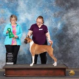 Maggie - Boxer