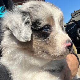 Australian Shepherd Puppies from Smothermon Livestock