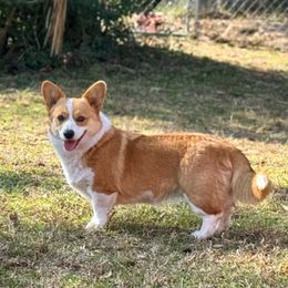Liberty - Pembroke Welsh Corgi