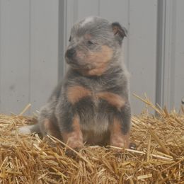 Okra - Blue male Australian Cattle Dog puppy in Buffalo Valley, Tennessee from Buffalo Valley Breeders
