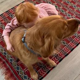 Golden Retrievers from Golden Acres LLC