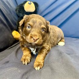 Ram - Red tri male Toy Australian Shepherd puppy in Medical Lake, Washington from MAS Gone Rogue