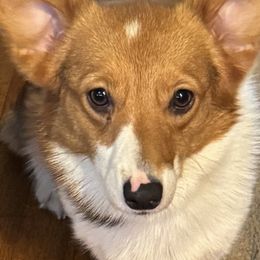 Dixie - Pembroke Welsh Corgi