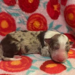 Male 4 - Red merle male Border Collie puppy in Roanoke, Virginia from Romestar performance K9
