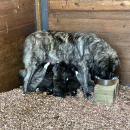 Moana - Anatolian Shepherd Dog