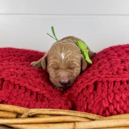 Pistachio - Green Collar - Apricot male Goldendoodle puppy in The Woodlands, Texas from Golden Fields Doodles