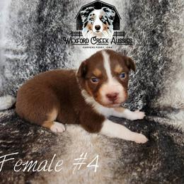 Girl 4 - Red tri-color female Australian Shepherd puppy in Harpers Ferry, Iowa from Wexford Creek Aussies, LLC