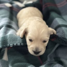 Dachshund Puppies from Twinkle Dachs