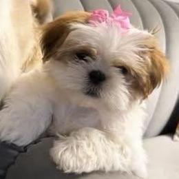 Maisey - Shih Tzu