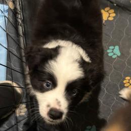 Kylo - Black & white male Miniature Australian Shepherd puppy in Brooker, Florida from Honey, I Shrunk the Aussies