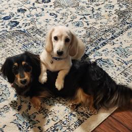 Dachshund Puppies from Davinner's Doxies