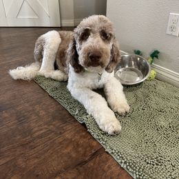Gladys - Newfypoo