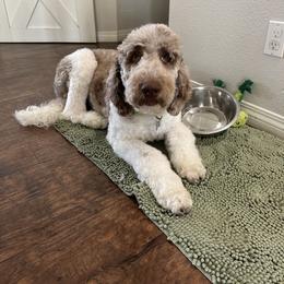 Gladys - Newfypoo