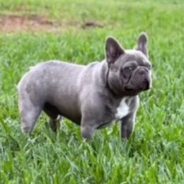 French Bulldogs from K-way Frenchies