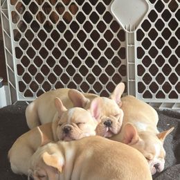 French Bulldog puppies from Impressive Bulldogs and French Bulldogs