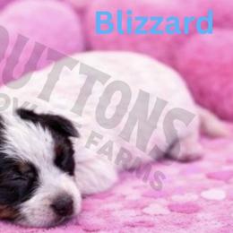 Blizzard - Blue mottled female Australian Cattle Dog puppy in Oronogo, Missouri from Dutton's Show Me Farms
