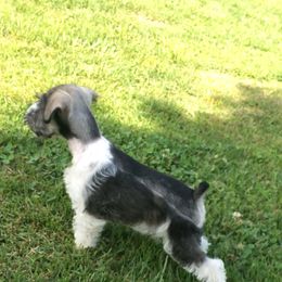 Miniature Schnauzer Puppies from The BrickHouse Miniature Schnauzers