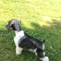 Miniature Schnauzer Puppies from The BrickHouse Miniature Schnauzers
