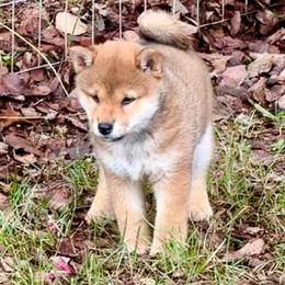 Ahsoka - Red female Shiba Inu puppy in Greer, South Carolina from Crescent Moon Shibas