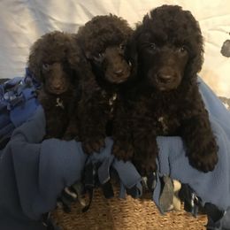 Goldendoodle and Poodle Puppies from Posh Poodles and Doodles