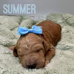Aussiedoodle and Goldendoodle Puppies from Toledo Creek Doodles