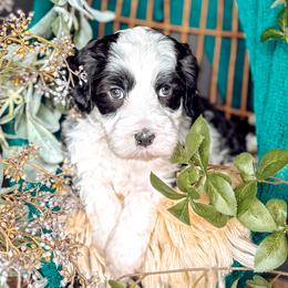 Ridge - Black and chalk male Australian Labradoodle puppy in Decatur, Alabama from Southern Meadows Doodles