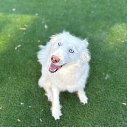Norah - Siberian Husky