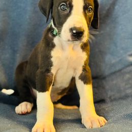 Great Dane Puppies from Mathias Danes