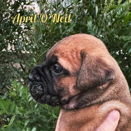 April O'Neil - Red fawn female Bullmastiff puppy in San Antonio, Texas from Blushing Dawn Bullmastiffs