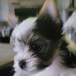 Canyon - Black tan and white Biewer Terrier puppy in Granbury, Texas from Hearts n Paws