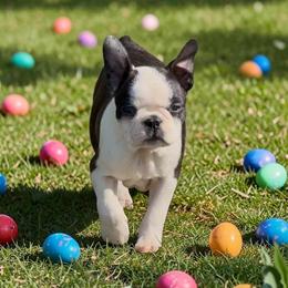 Alexis (AKC) - Black and white female Boston Terrier puppy in Galt, California from Monkey Biz Bostons