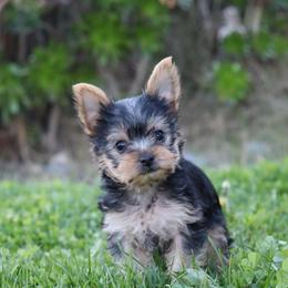 Comet - Black and tan male Yorkshire Terrier puppy in Ceres, California from Mr.Yorkie