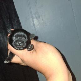 Dixie - Black and white female Shih Tzu puppy in Birmingham, Alabama from K&D kennels