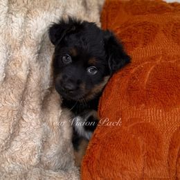 Boy 1 - Black tri male Miniature Australian Shepherd puppy in Brenham, Texas from Stone N Rose Kennels