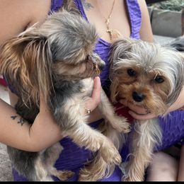 Yorkshire Terrier Puppies from Joy Riley's Yorkies