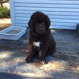 Newfoundland Puppies from Rocky Fork Newfoundlands