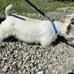Mia - Scottish Terrier