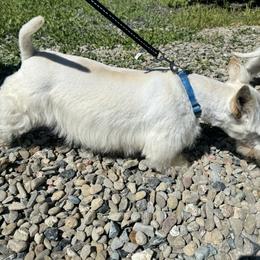 Mia - Scottish Terrier