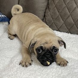 Pug Puppies from PugsncuddlesTN
