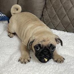 Pug Puppies from PugsncuddlesTN