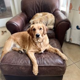 Pepper - Golden Retriever