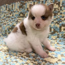 Elm - Red and white male Pomsky puppy in Aberdeen, Idaho from Willow Creek Cresteds
