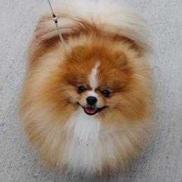Nova - Pomeranian