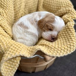 AKC- Blenheim Female - Blenheim female Cavalier King Charles Spaniel puppy in Raymondville, Missouri from Puppy PlayPen