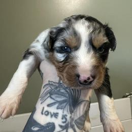 Zebra - Blue merle female Australian Shepherd puppy in London, Kentucky from Kenmont Kennels