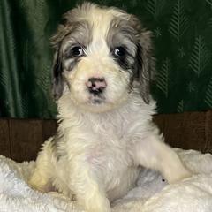 Purple collar girl - female Newfypoo puppy in Fairfield, California from Twin Sisters Doodles